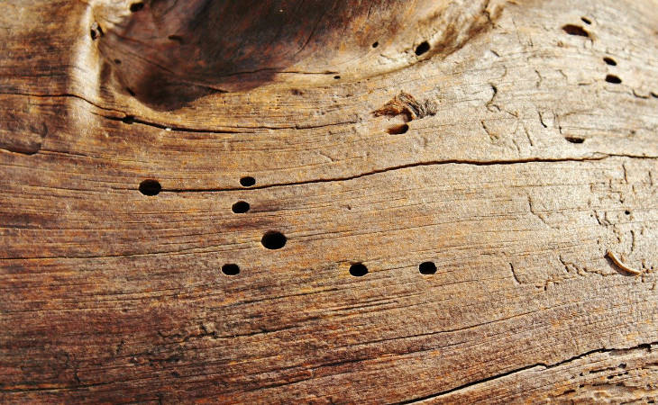 Woordworms on Wood