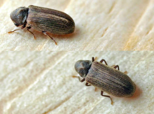 Common Furniture Beetle
