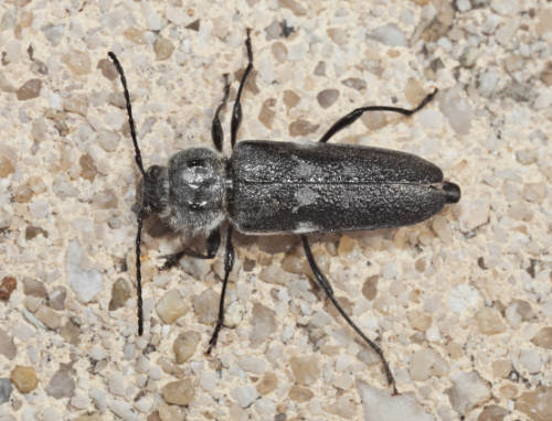 House Longhorn Beetle 