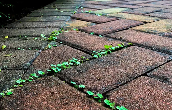 Weeds growing between paving slabs