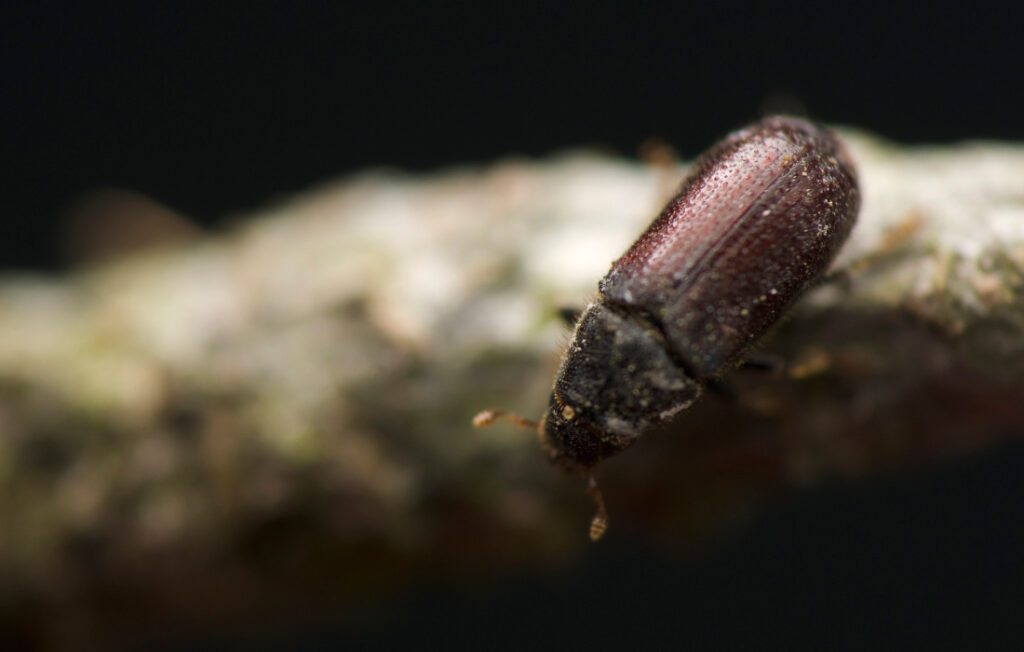 Does bleach kill woodworm? Abbey Power Tools