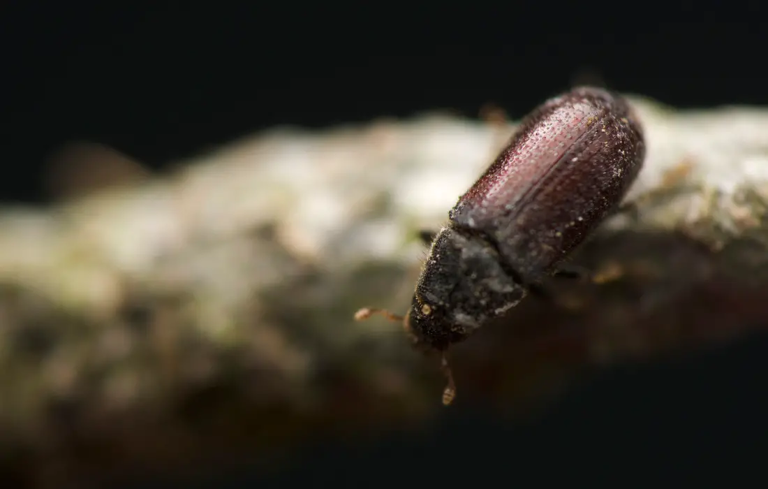 Woodworm