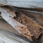 Dry rot