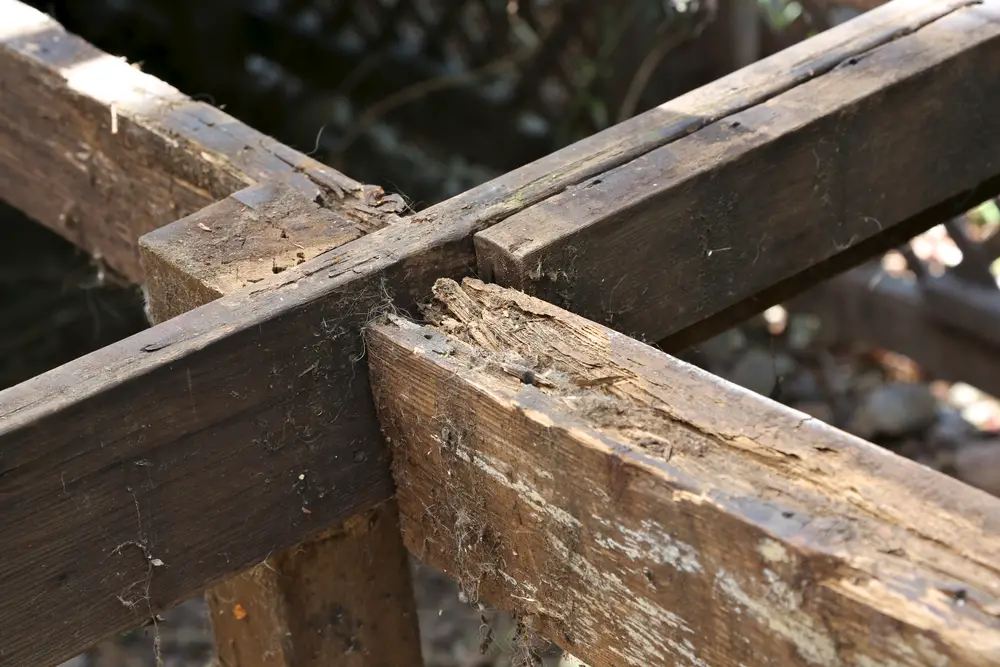Dry rot timber