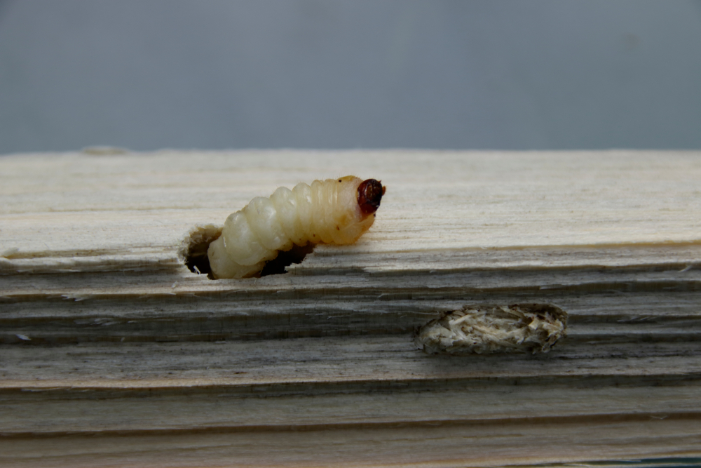small woodworm