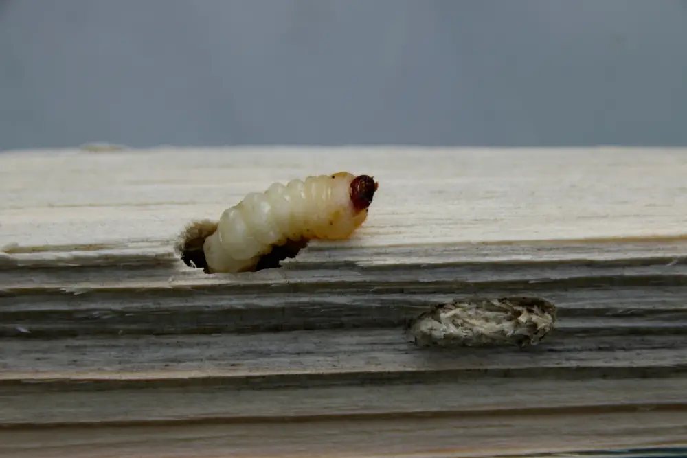 small woodworm