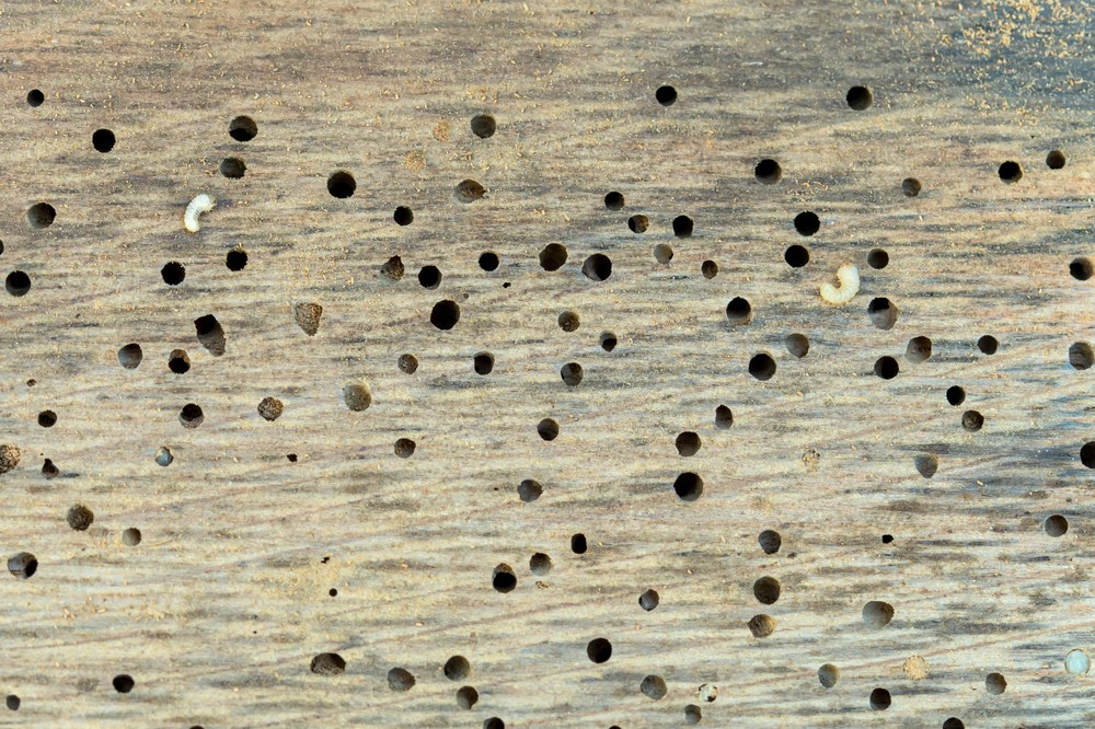 woodworm holes