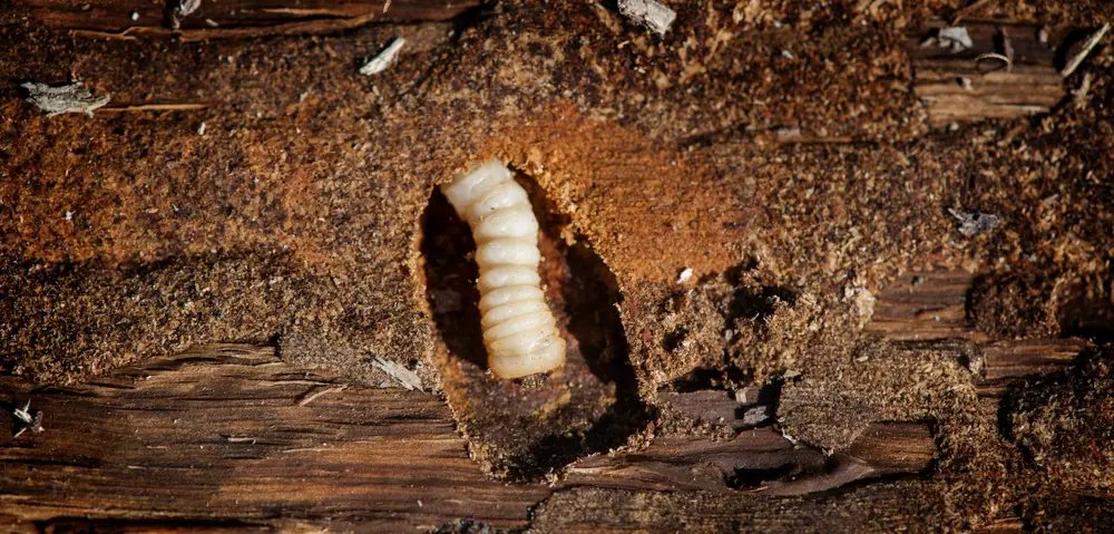 woodworm